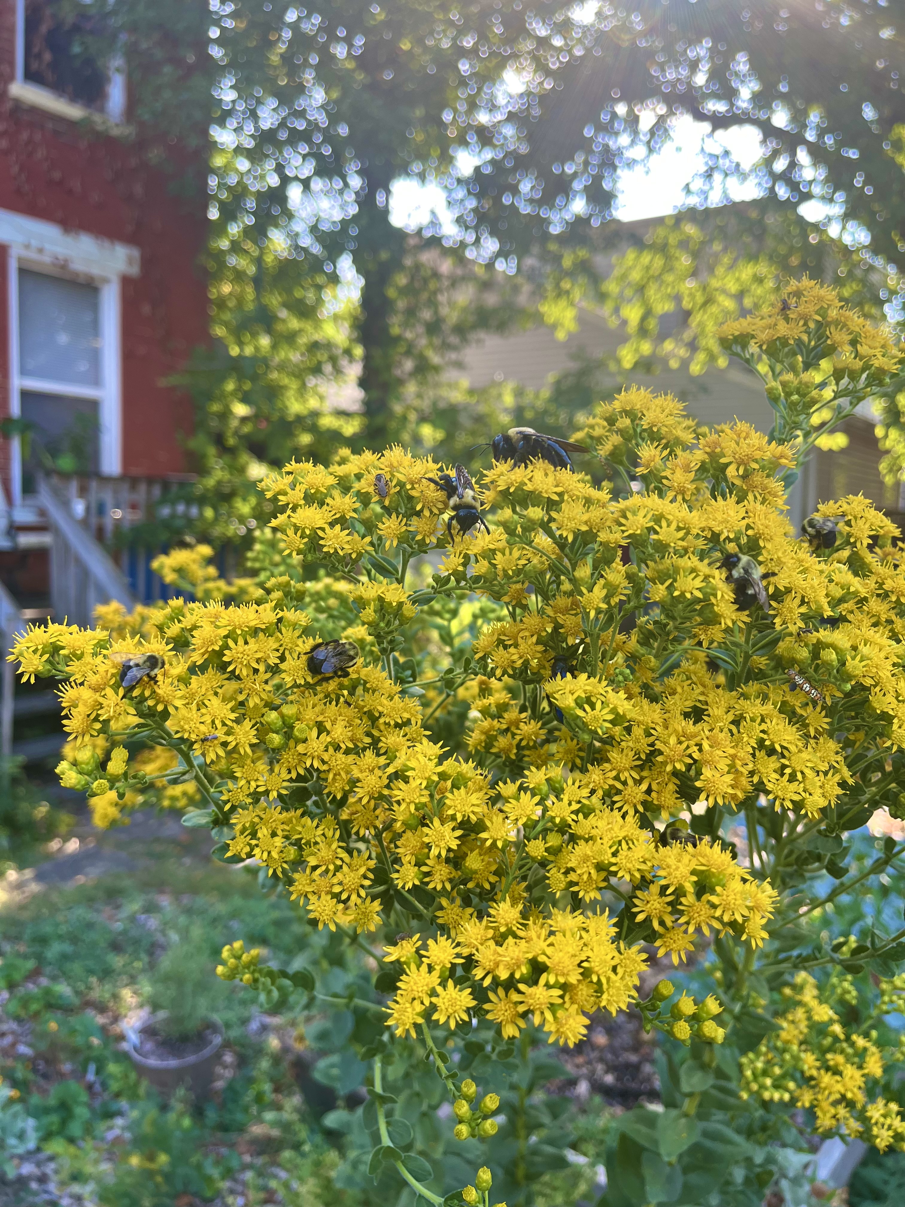 Stiff Goldenrod and Pollinators